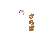 動く！踊る猫ミーム(パート28)（個別スタンプ：13）