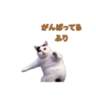 動く！踊る猫ミーム(パート28)（個別スタンプ：14）
