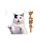 動く！踊る猫ミーム(パート28)（個別スタンプ：15）