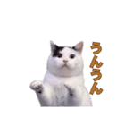 動く！踊る猫ミーム(パート28)（個別スタンプ：16）