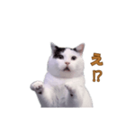動く！踊る猫ミーム(パート28)（個別スタンプ：18）