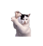 動く！踊る猫ミーム(パート28)（個別スタンプ：20）