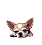 言葉なし リアクションで伝える チワワ（個別スタンプ：7）