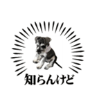シュナップ（個別スタンプ：1）