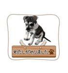 シュナップ（個別スタンプ：8）