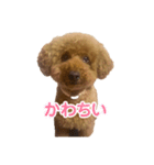 アロハマロ（個別スタンプ：5）
