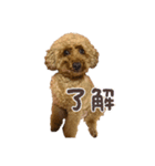 アロハマロ（個別スタンプ：7）