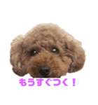 アロハマロ（個別スタンプ：8）
