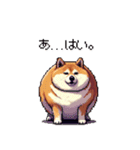 冷笑系の太っちょ柴犬（個別スタンプ：5）