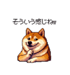 冷笑系の太っちょ柴犬（個別スタンプ：10）