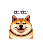 冷笑系の太っちょ柴犬（個別スタンプ：11）