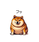 冷笑系の太っちょ柴犬（個別スタンプ：13）