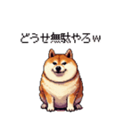 冷笑系の太っちょ柴犬（個別スタンプ：15）