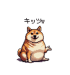 冷笑系の太っちょ柴犬（個別スタンプ：21）