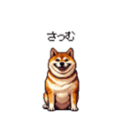 冷笑系の太っちょ柴犬（個別スタンプ：36）
