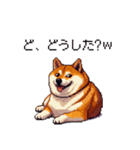 冷笑系の太っちょ柴犬（個別スタンプ：37）