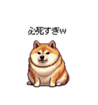 冷笑系の太っちょ柴犬（個別スタンプ：39）