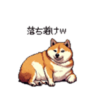 冷笑系の太っちょ柴犬（個別スタンプ：40）