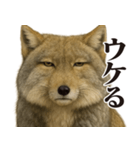 圧の強いチベットスナギツネ（個別スタンプ：1）