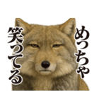 圧の強いチベットスナギツネ（個別スタンプ：4）