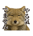 圧の強いチベットスナギツネ（個別スタンプ：5）
