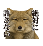 圧の強いチベットスナギツネ（個別スタンプ：6）