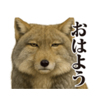 圧の強いチベットスナギツネ（個別スタンプ：7）