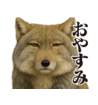 圧の強いチベットスナギツネ（個別スタンプ：8）