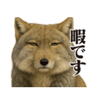 圧の強いチベットスナギツネ（個別スタンプ：9）