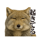 圧の強いチベットスナギツネ（個別スタンプ：10）