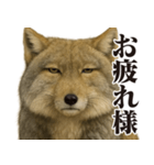 圧の強いチベットスナギツネ（個別スタンプ：11）
