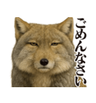 圧の強いチベットスナギツネ（個別スタンプ：12）