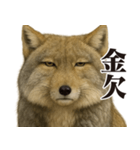 圧の強いチベットスナギツネ（個別スタンプ：13）