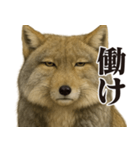 圧の強いチベットスナギツネ（個別スタンプ：14）