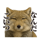 圧の強いチベットスナギツネ（個別スタンプ：16）