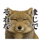 圧の強いチベットスナギツネ（個別スタンプ：17）