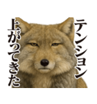 圧の強いチベットスナギツネ（個別スタンプ：19）