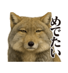 圧の強いチベットスナギツネ（個別スタンプ：20）