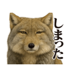 圧の強いチベットスナギツネ（個別スタンプ：21）