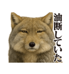 圧の強いチベットスナギツネ（個別スタンプ：22）