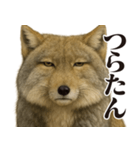 圧の強いチベットスナギツネ（個別スタンプ：23）