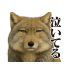 圧の強いチベットスナギツネ（個別スタンプ：24）
