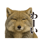 圧の強いチベットスナギツネ（個別スタンプ：25）