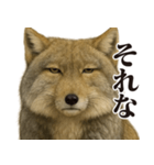 圧の強いチベットスナギツネ（個別スタンプ：27）
