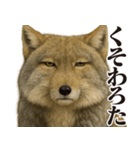 圧の強いチベットスナギツネ（個別スタンプ：28）