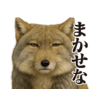 圧の強いチベットスナギツネ（個別スタンプ：29）