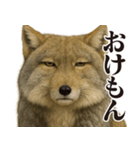 圧の強いチベットスナギツネ（個別スタンプ：30）