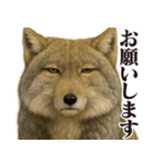 圧の強いチベットスナギツネ（個別スタンプ：31）
