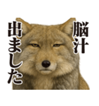 圧の強いチベットスナギツネ（個別スタンプ：32）