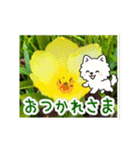 動く☆大人やさしいポメラニアンと野の花（個別スタンプ：1）